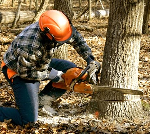 Tree Removal in Moon, VA